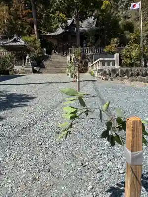 飯田八幡神社(埼玉県)