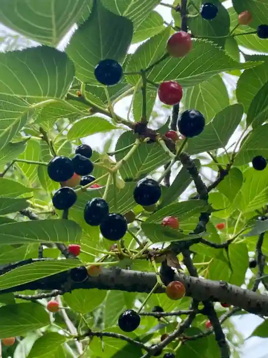 粟嶋堂宗徳寺の自然