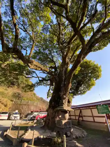 鹿児島神社の景色