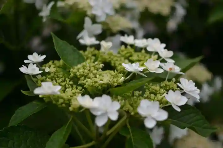 別府八幡宮(山口県)