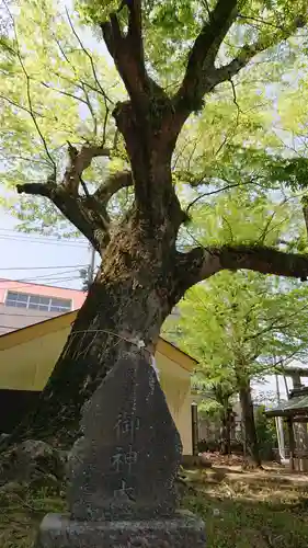 八坂神社の自然