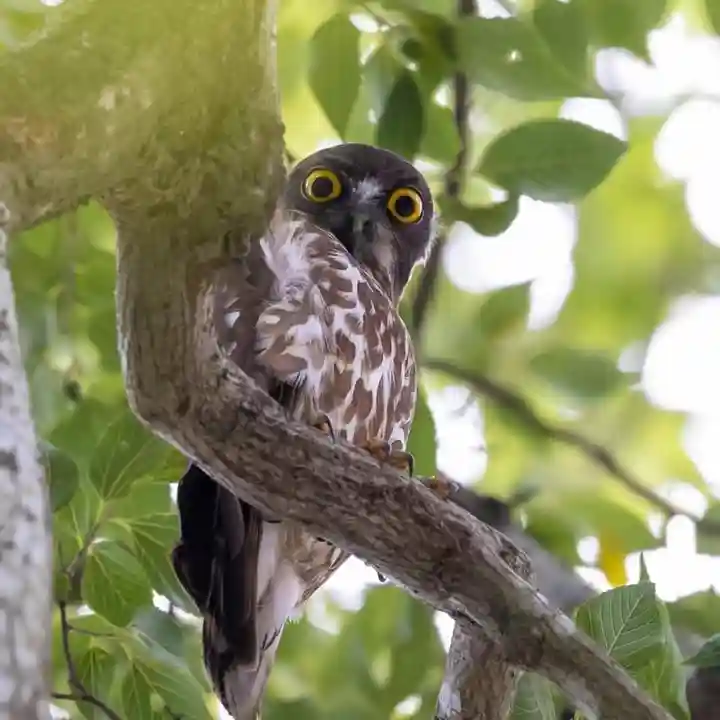 白山姫神社の動物