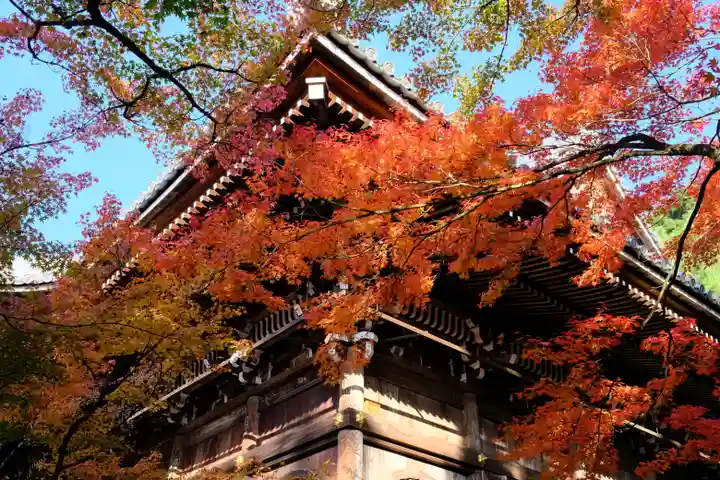 禅林寺(永観堂)の自然