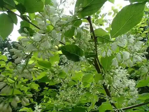 瀧尾高徳水神社 の自然