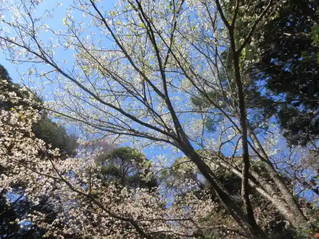 安國論寺(安国論寺)の自然