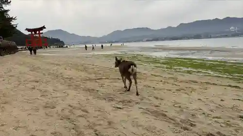 厳島神社(広島県)