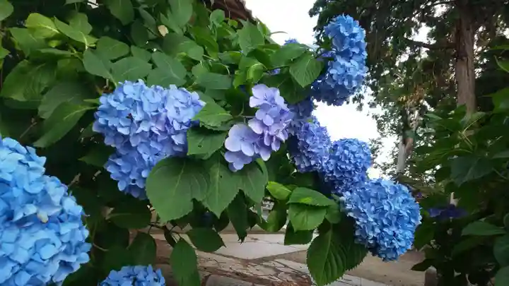 稗田野神社(薭田野神社)の庭園