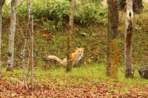 釧路一之宮 厳島神社の動物
