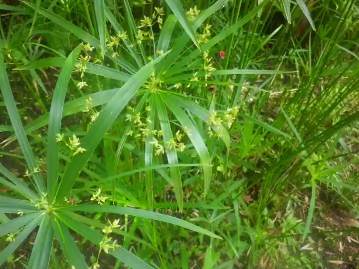 浄光明寺の自然