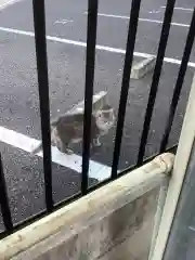 正栄寺の動物