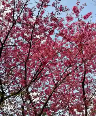 新井天神北野神社(東京都)