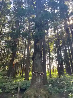 七崎神社の自然