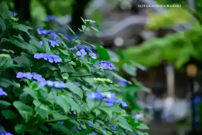 高幡不動尊　金剛寺(東京都)