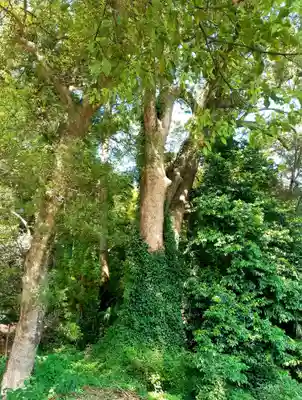 諏訪神社の自然