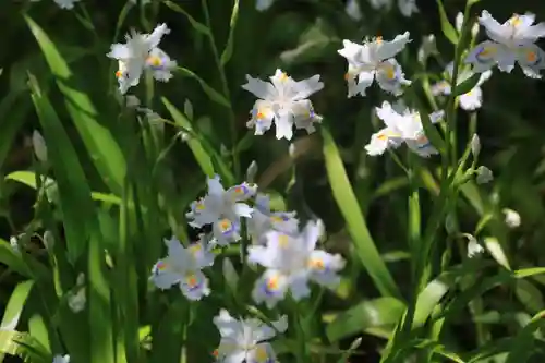 三春大神宮の庭園