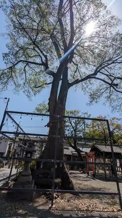 縣神社(京都府)