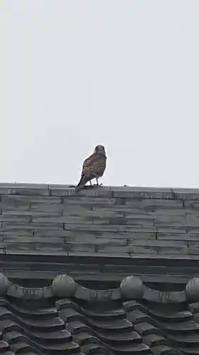 夜疑神社の動物