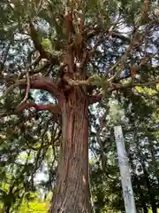 糠部神社の自然