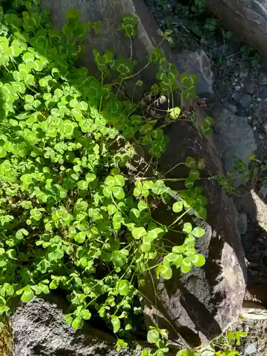 日光二荒山神社の自然