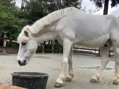 丹生川上神社（下社）(奈良県)