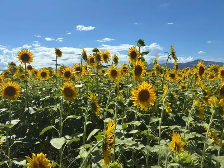 川島神社(徳島県)