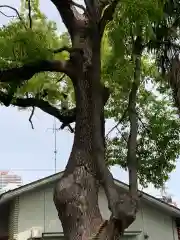 諏訪神社の自然