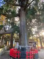 志和古稲荷神社の自然