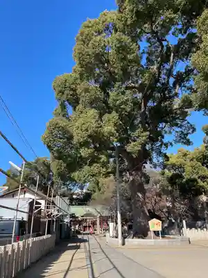 阿麻美許曽神社(大阪府)