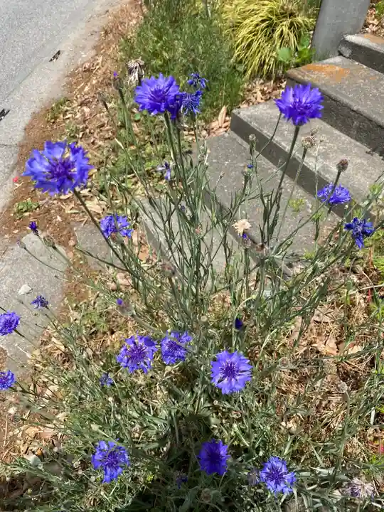 埼玉厄除け開運大師・龍泉寺(切り絵御朱印発祥の寺)の自然
