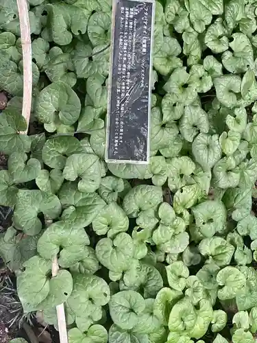 賀茂御祖神社（下鴨神社）の自然
