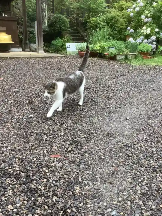 玉野御嶽神社の動物