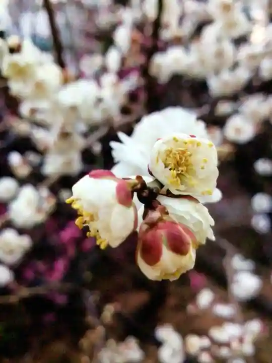 成子天神社(東京都)