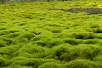 大山祇神社(高知県)