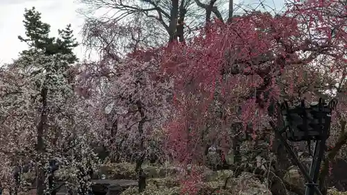 北野天満宮(京都府)