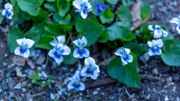 諏訪大社上社前宮(長野県)