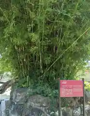 達磨寺の庭園