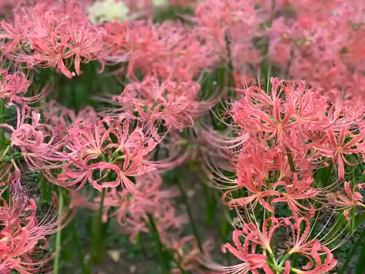 横浜 西方寺の自然