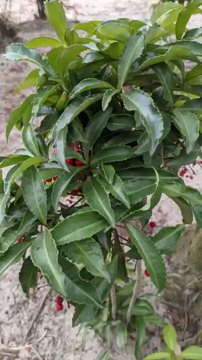 熊野神社(板山熊野神社)(愛知県)
