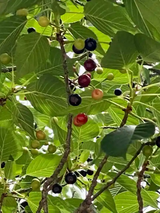 粟嶋堂宗徳寺の自然
