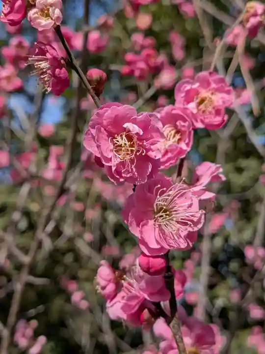 布多天神社(東京都)