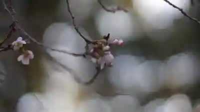 廬山寺(廬山天台講寺)(京都府)