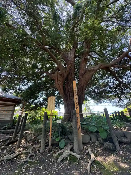安養院 (田代寺)(神奈川県)