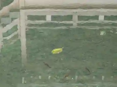 深大寺(東京都)