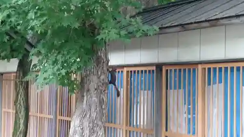 千歳神社の動物