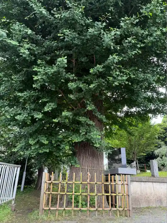 相模原氷川神社(神奈川県)