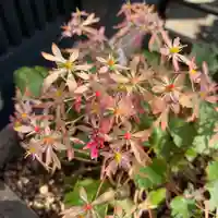 豊景神社の自然