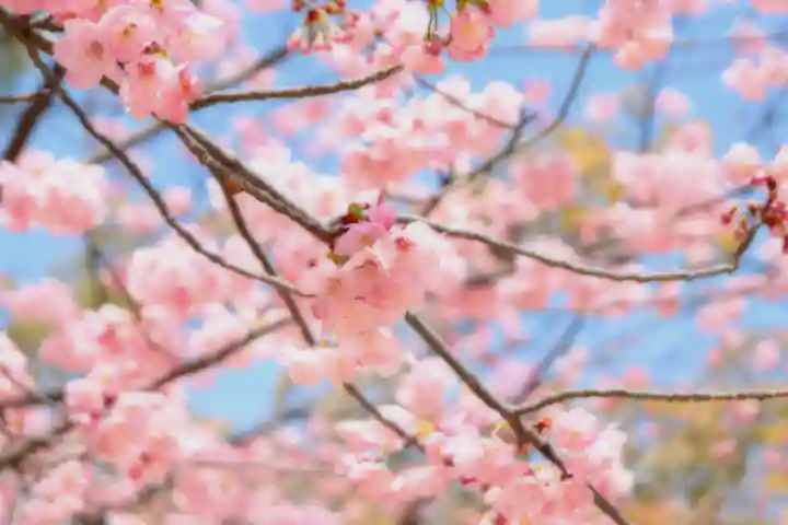三津厳島神社の自然
