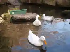 楽法寺（雨引観音）の動物