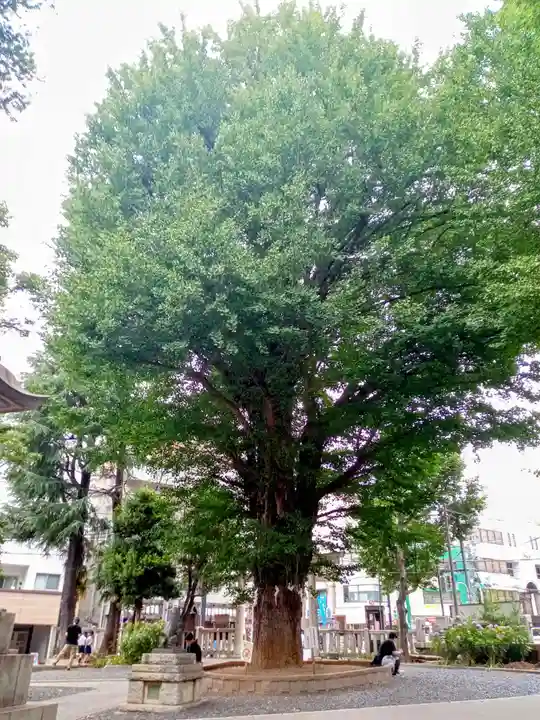 鳩森八幡神社の自然