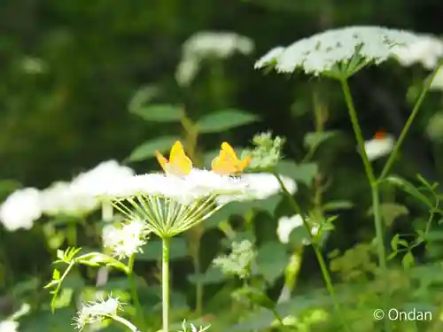 戸隠神社奥社(長野県)